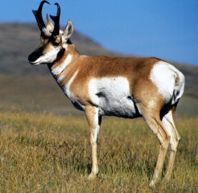 Antelope seen on Grand Canyon Tours from Flagstaff