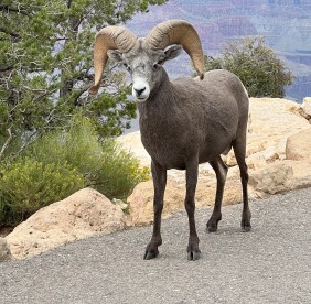 Bighorn Sheep