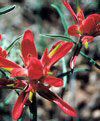 Early Flowers of Grand Canyon