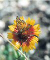 Late Flowers of Grand Canyon